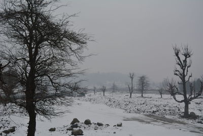 Bare trees on snow covered field