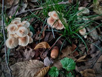 High angle view of mushrooms growing on field