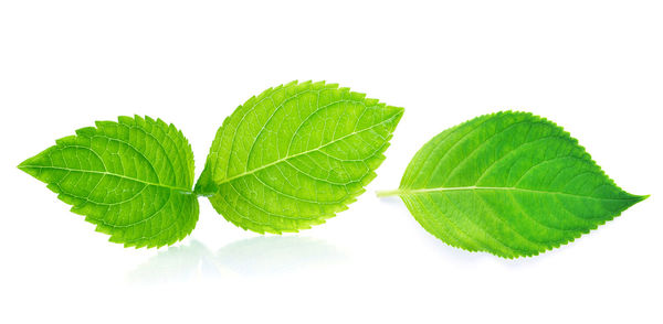 Close-up of green leaves against white background