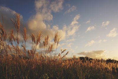 View of stalks in field against cloudy sky