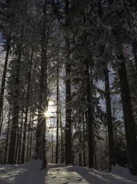 Sunlight streaming through trees in forest during winter