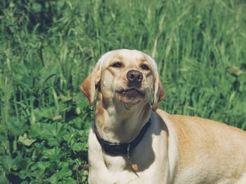 Close-up portrait of a dog