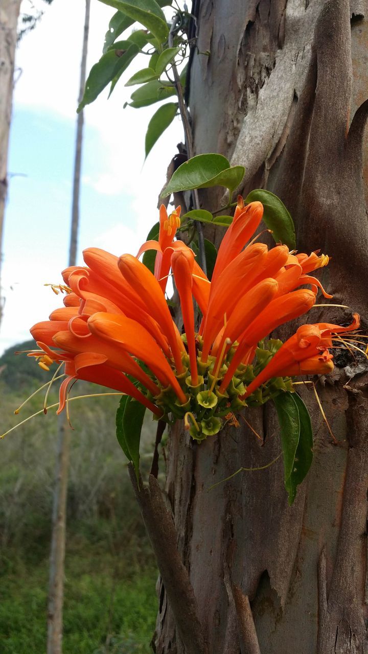 CLOSE-UP OF ORANGE FLOWER PLANT