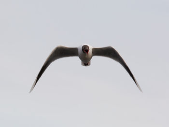 Low angle view of seagull flying in sky