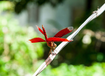 Close-up of red flower