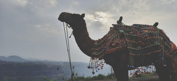 Low angle view of a horse on mountain