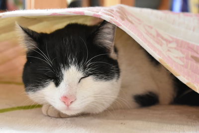 Close-up of cat sleeping