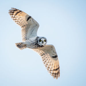 Low angle view of short-eared owl flying against clear sky