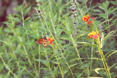 Close-up of butterfly on flower