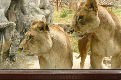 Lions seen through glass at zoo