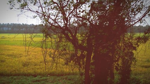 Trees on landscape