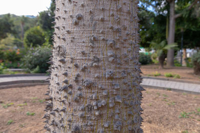 Close-up of tree trunk in park