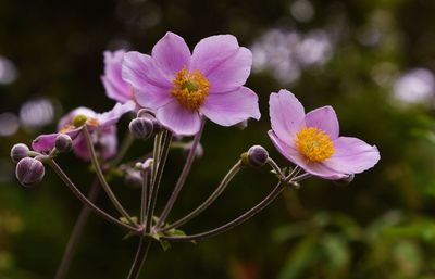 Close-up of flowers blooming outdoors