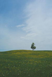 Tree on grassy field against sky