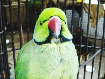 Close-up of parrot in cage