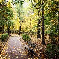 Footpath amidst trees in park during autumn