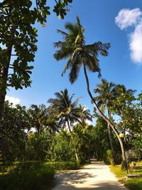 Scenic view of palm trees against blue sky