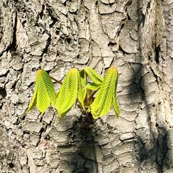 Close-up of leaf on tree trunk