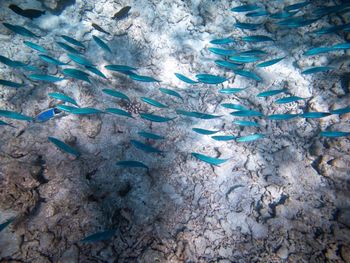 Full frame shot of fish in sea