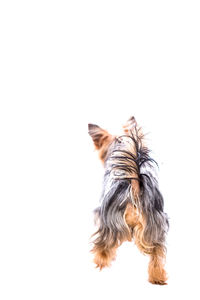Close-up of cat over white background