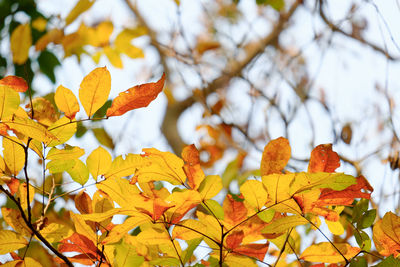 Low angle view of maple leaves on tree during autumn