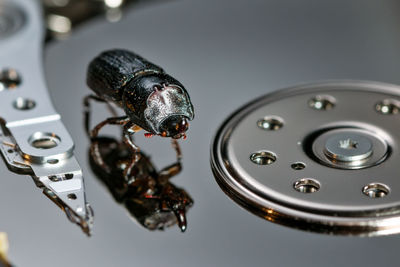 High angle view of beetle on hard drive