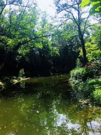 Reflection of trees in lake