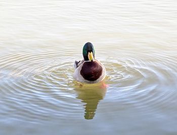 Duck swimming in a lake