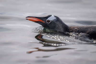 Close-up of gentoo penguin porpoising in water