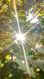 Low angle view of sun shining through trees