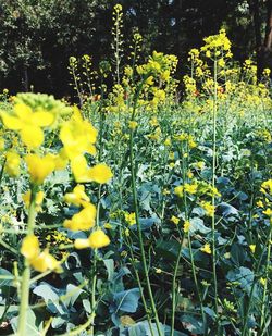 Close-up of yellow flowers growing in field