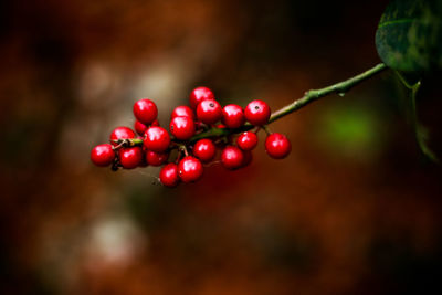 Close-up of red berries growing on plant