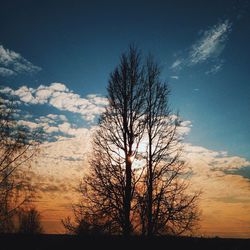 Silhouette of bare trees at sunset