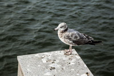 Seagull perching on railing