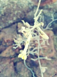 Close-up of fresh flowers on tree