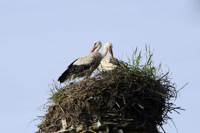 Low angle view of birds perching on nest against clear sky