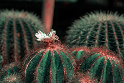 Close-up of cactus plant