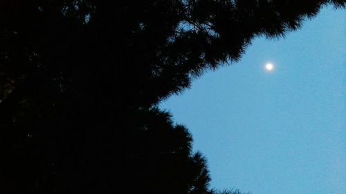 Low angle view of trees against clear sky