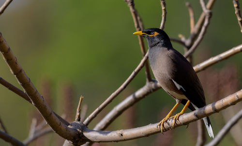 Close-up of bird perching on branch