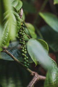 Close-up of leaves