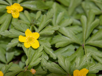 Close-up of yellow flowering plant
