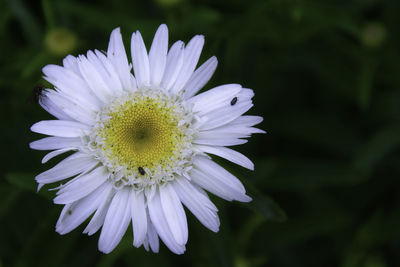 Close-up of white flower