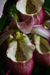 Close-up of flowers
