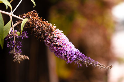 Close-up of purple flowering plant