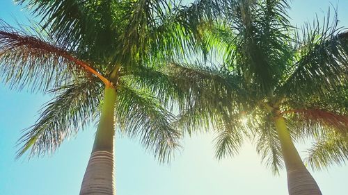 Low angle view of palm trees against blue sky