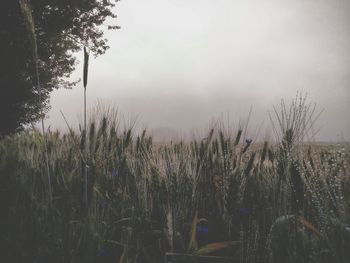 Close-up of plants growing on field against sky