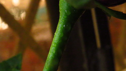 Close-up of fresh green plant