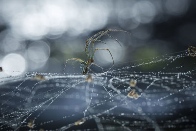 Close-up of spider on web