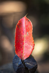 Close-up of orange leaf on plant