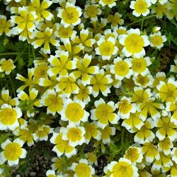 Full frame of yellow flowers